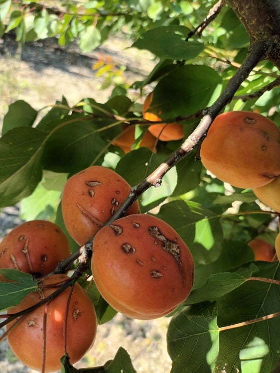 Estado en el que ha quedado el fruto como consecuencia del granizo.