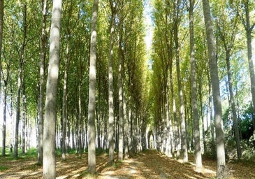 El frondoso bosque que ayudó a las tropas cristianas a derrotar a los sarracenos