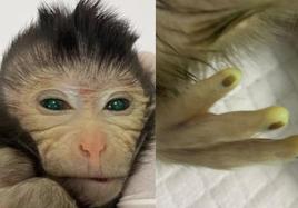 El mono quimérico tenía células marcadas con proteína verde fluorescente.
