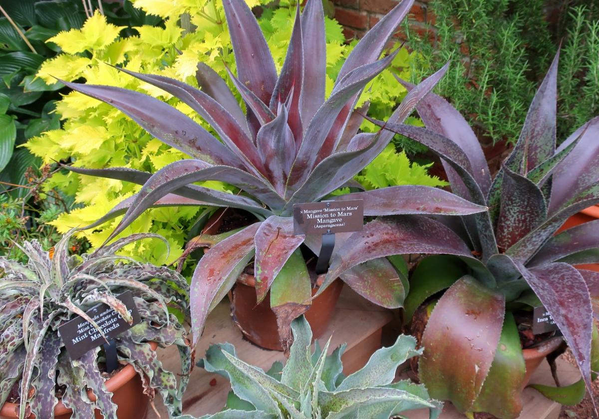 Recommended for your garden in southern Spain: marvellous mangave